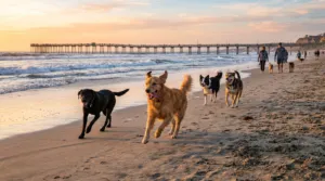 Fiesta Island Dog Park